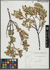 Foto von Salix hastata L.